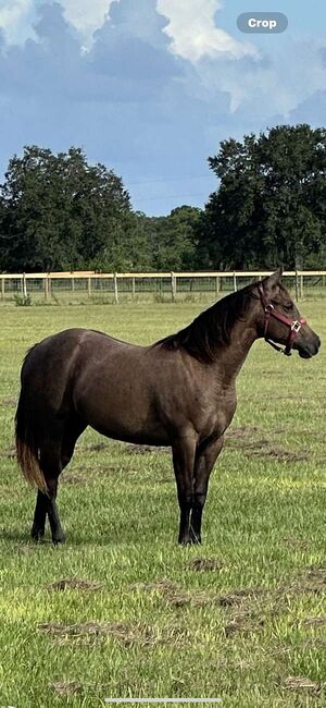 PR SILVER SWEET MAG, Spafford, Horses For Sale, Beverly Hills, Image 9