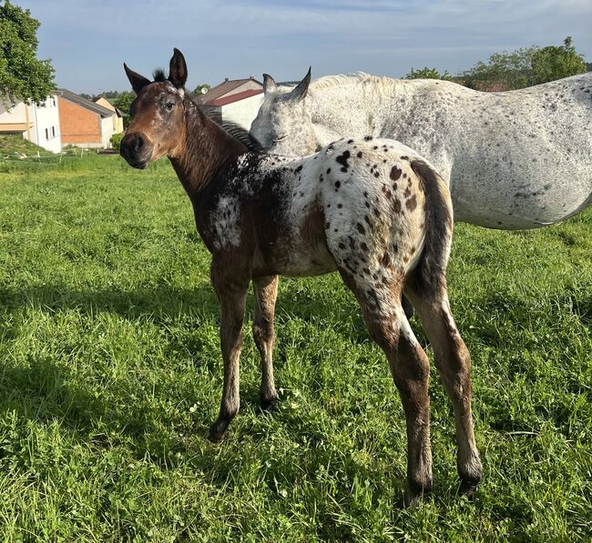 Wunderschönes Appaloosa Stutfohlen, Bernd Krämer, Horses For Sale, Pappenheim , Image 4