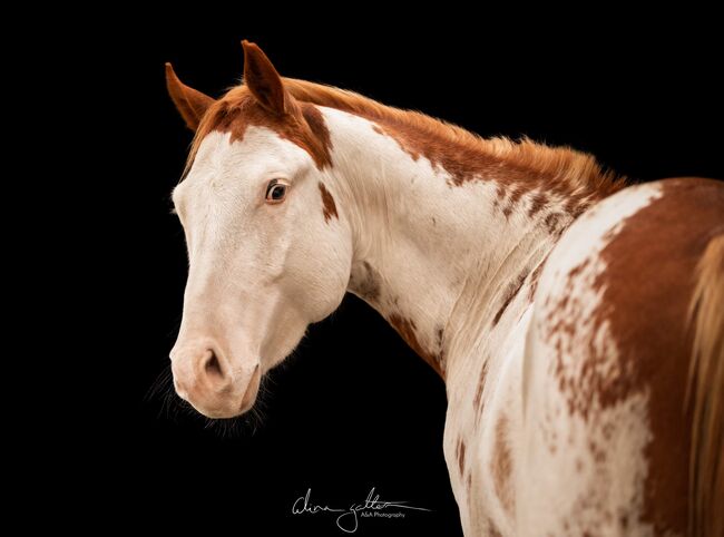 Wundervoll gezeichneter, unverbrauchter Paint Horse Wallach, Kerstin Rehbehn (Pferdemarketing Ost), Horses For Sale, Nienburg, Image 4