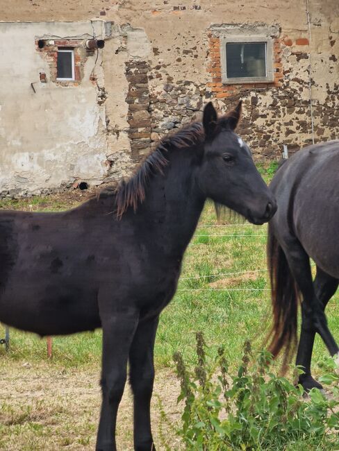 Wunderschön rapp Hengstfohlen, Yvonne , Horses For Sale, Grimma, Image 7