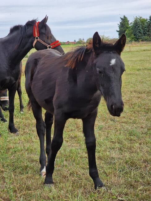 Wunderschön rapp Hengstfohlen, Yvonne , Horses For Sale, Grimma, Image 2