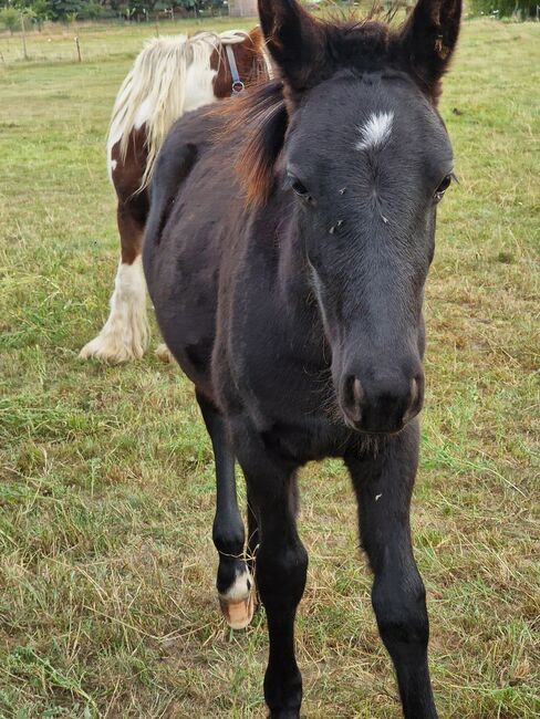 Wunderschön rapp Hengstfohlen, Yvonne , Horses For Sale, Grimma, Image 4