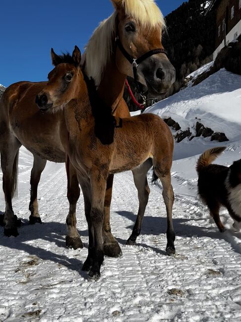 Schönes Hafloaraber Stutfohlen mit hervorragenden Grundgangarten, Ricci, Horses For Sale, Vent