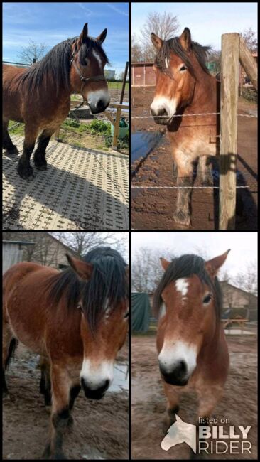 Wunderschöner Kaltblüter sucht Menschen um das Leben zu erobern, Pferdevermittlung Leus, Horses For Sale, Bretten, Image 8