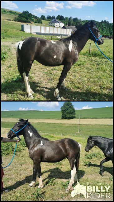 Schönes Stutfohlen, Annicka , Horses For Sale, Burg-Reuland , Image 3