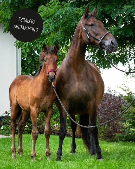 Wunderschönes PRE Fohlen Gloriosa AH, Yeguada Wiesca (Angelika Willms) (Yeguada Wiesca), Horses For Sale, Ruppichteroth , Image 5