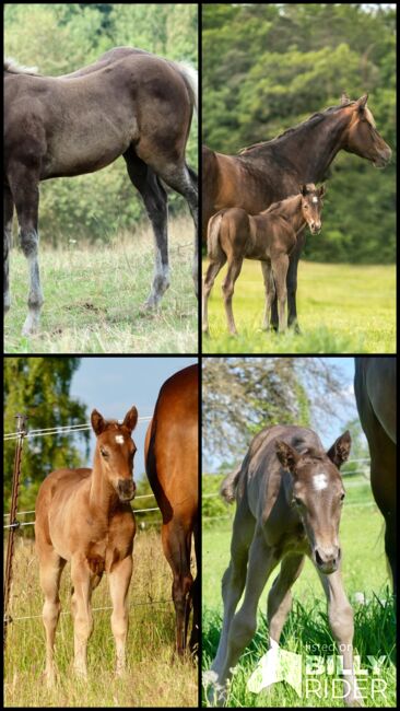 Wundervolles Quarter Horse Stutfohlen in Silver Bay, Kerstin Rehbehn (Pferdemarketing Ost), Horses For Sale, Nienburg, Image 5