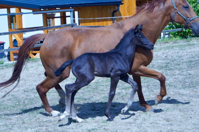 Wunderschönes WB-Hengstfohlen, Stefanie Schraut, Horses For Sale, Mönchhof, Image 5