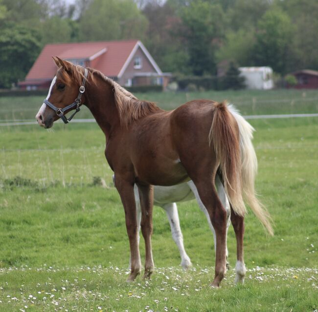 Prachtige 1-jarige Anglo-Arabische merrie (Asagao xx x Mazbut ox), Susanne, Pferd kaufen, Wittmund