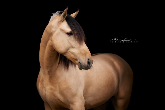 Wunderschöner 4 jähriger Lusitano Hengst, Janine R., Horses For Sale, Lonnig, Image 3