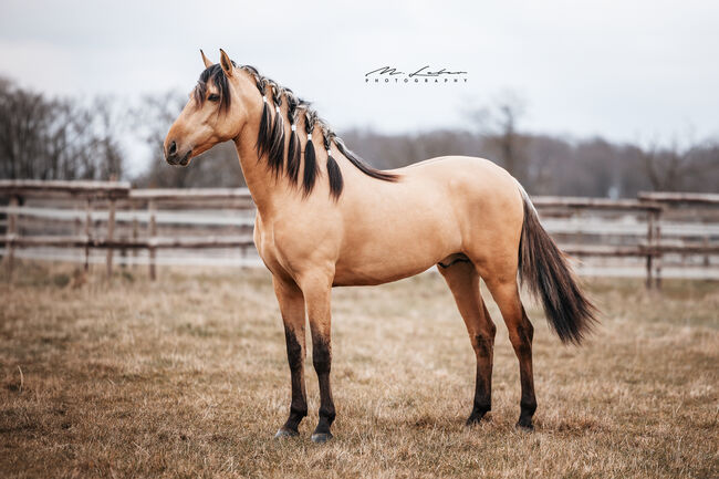 Wunderschöner 4 jähriger Lusitano Hengst, Janine R., Horses For Sale, Lonnig, Image 4