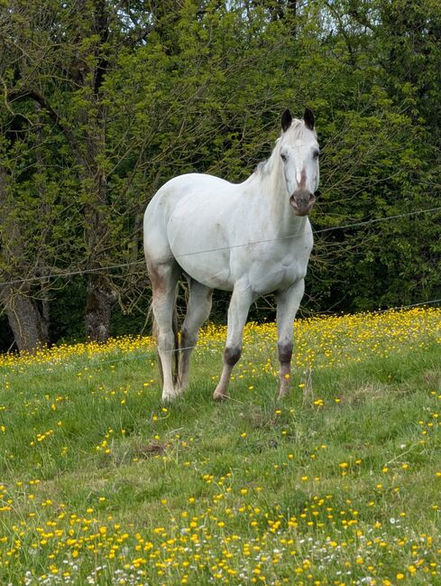 Wunderbare 5 jährige ApHC Stute, A. Gößler, Horses For Sale, Morbach, Image 9