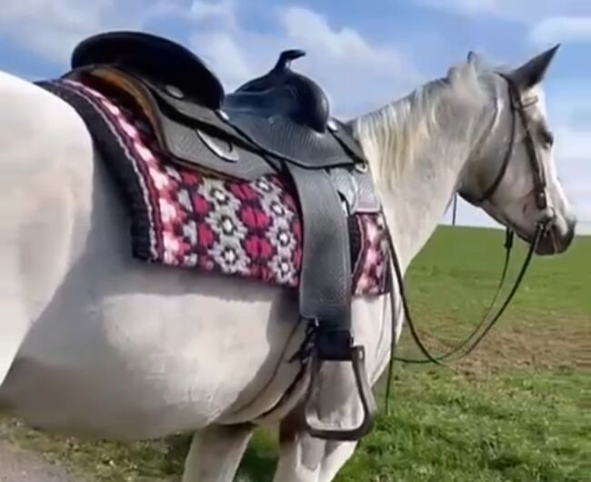 Wunderbare 5 jährige ApHC Stute, A. Gößler, Horses For Sale, Morbach, Image 10