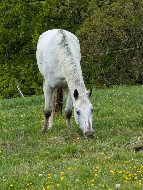 Wunderbare 5 jährige ApHC Stute, A. Gößler, Horses For Sale, Morbach, Image 8