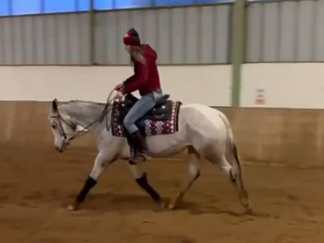 Wunderbare 5 jährige ApHC Stute, A. Gößler, Horses For Sale, Morbach, Image 11
