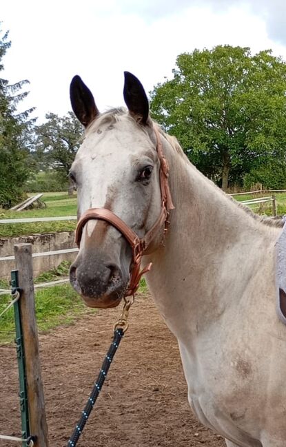 Wunderbare 5 jährige ApHC Stute, A. Gößler, Horses For Sale, Morbach, Image 3