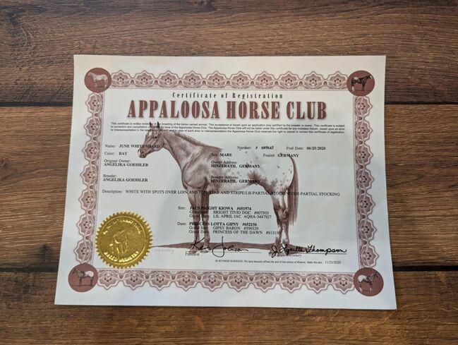 Wunderbare 5 jährige ApHC Stute, A. Gößler, Horses For Sale, Morbach, Image 12