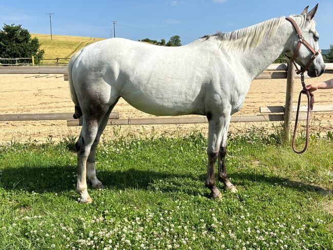 Wunderbare 5 jährige ApHC Stute, A. Gößler, Horses For Sale, Morbach