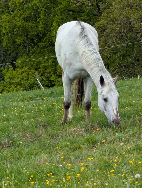 Wunderbare 5 jährige ApHC Stute, A. Gößler, Horses For Sale, Morbach, Image 10