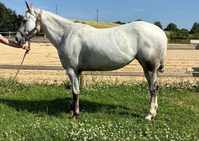 Wunderbare 5 jährige ApHC Stute, A. Gößler, Horses For Sale, Morbach, Image 4