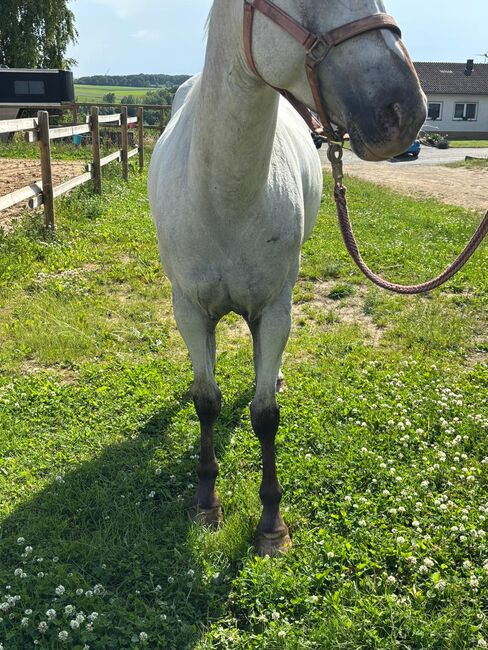 Wunderbare 5 jährige ApHC Stute, A. Gößler, Horses For Sale, Morbach, Image 3