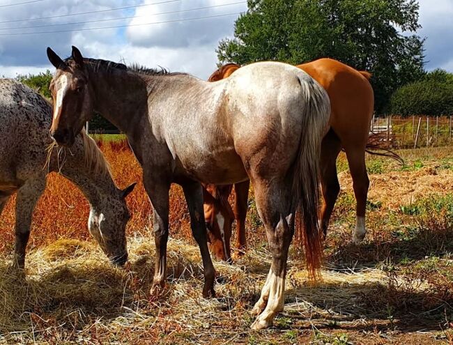 Wunderbare 5 jährige ApHC Stute, A. Gößler, Horses For Sale, Morbach, Image 18