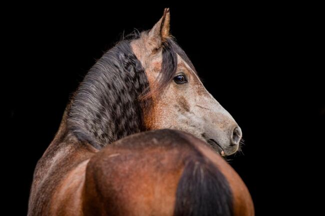 Prachtige arabische jonge hengst - BAHIR IBN BAYESA, Natalie, Horses For Sale, Image 3