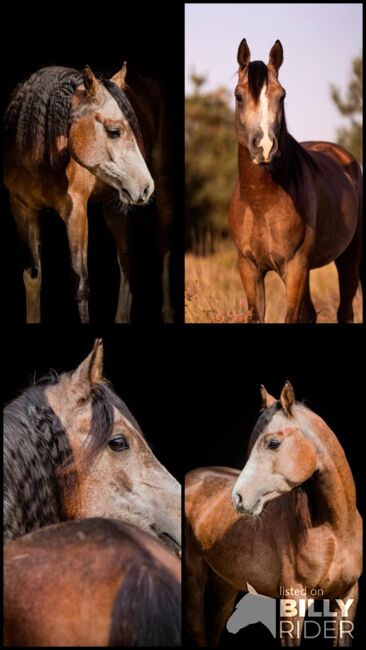 Prachtige arabische jonge hengst - BAHIR IBN BAYESA, Natalie, Horses For Sale, Image 9