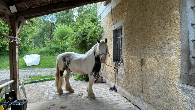 wundervoll und lieber irish cob wallach, Betty, Horses For Sale, Tragwein, Image 3