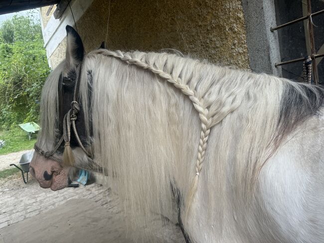 wundervoll und lieber irish cob wallach, Betty, Horses For Sale, Tragwein, Image 4