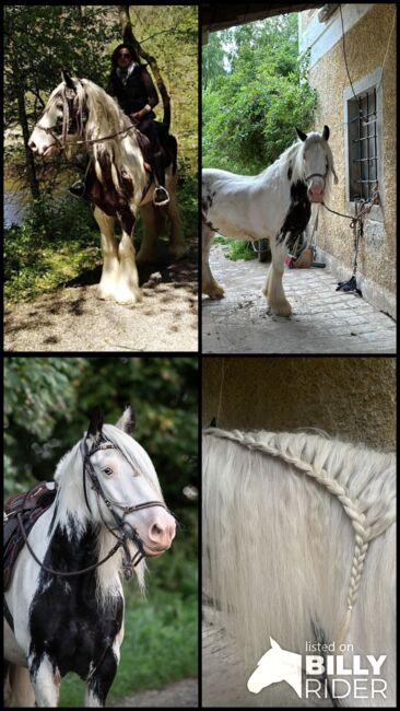 wundervoll und lieber irish cob wallach, Betty, Horses For Sale, Tragwein, Image 8