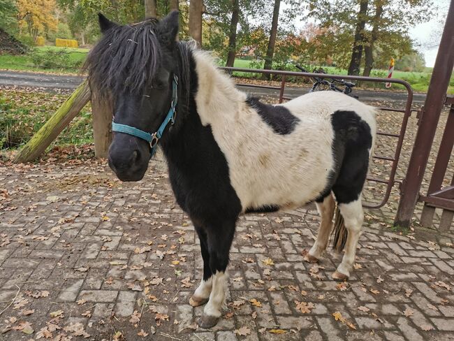 Liebes ausdrucksstarkes Reit- und Kutschpony, Birgit, Horses For Sale, Alfhausen