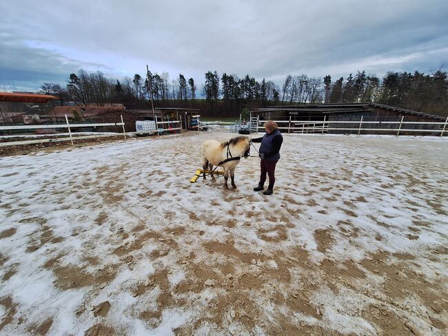 Toller Part-bred Shetlandpony Wallach zu verkaufen, Privat, Horses For Sale, Warmensteinach, Image 4