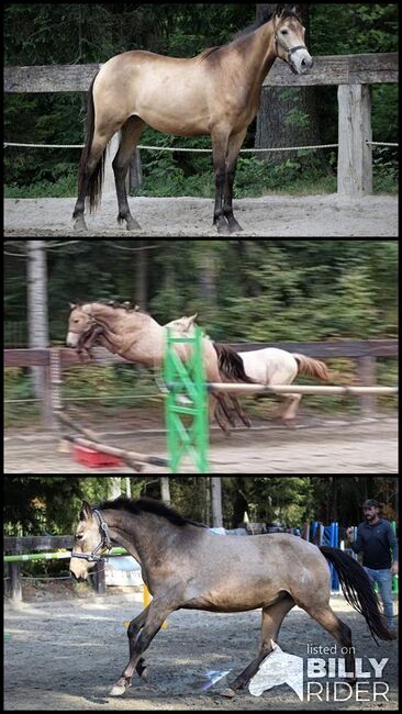 Wunderschöne Hirsch-Cremello-Fohlenstute. Lebhaft und tolle Bewegung, Rafal, Horses For Sale, Nowy Targ, Image 4