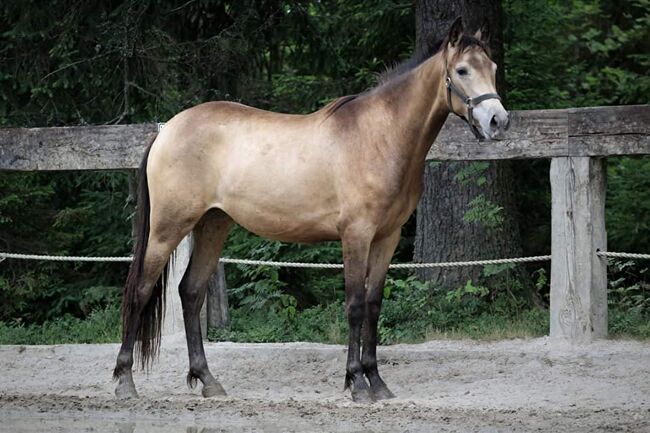 Wunderschöne Hirsch-Cremello-Fohlenstute. Lebhaft und tolle Bewegung, Rafal, Horses For Sale, Nowy Targ