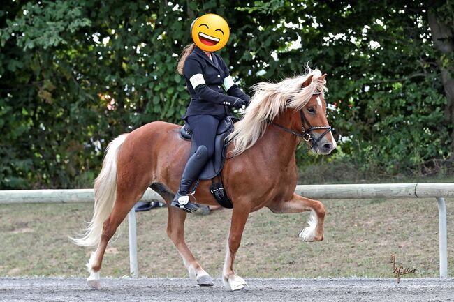 💥Wunderschöner Isländer for sale💥, F.B., Horses For Sale, Dortmund