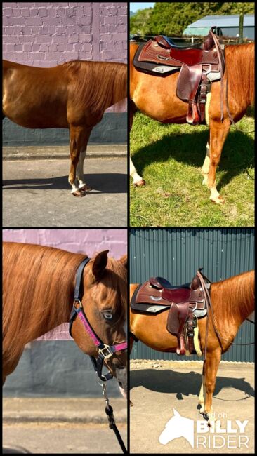 Bildhübscher, leistungsbereiter Quarter Horse Wallach mit Top-Pedigree - Ready to Show!, Kerstin Rehbehn (Pferdemarketing Ost), Horses For Sale, Nienburg, Image 9