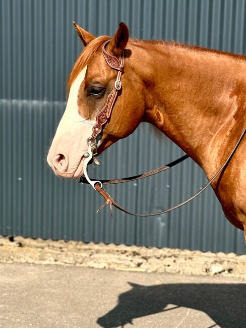 Bildhübscher, leistungsbereiter Quarter Horse Wallach mit Top-Pedigree - Ready to Show!, Kerstin Rehbehn (Pferdemarketing Ost), Horses For Sale, Nienburg, Image 4