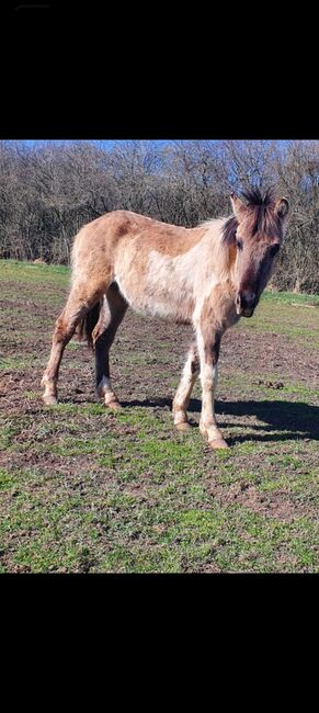 Wunderschöner Konik x Lewitzer Hengst aus 2023, Caro , Horses For Sale, Geratal, Image 2