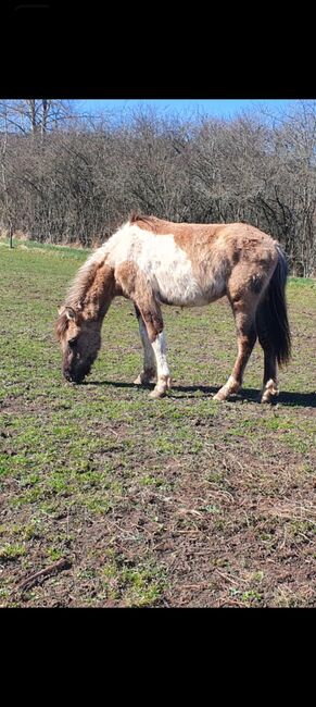 Wunderschöner Konik x Lewitzer Hengst aus 2023, Caro , Horses For Sale, Geratal, Image 3