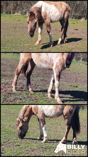 Wunderschöner Konik x Lewitzer Hengst aus 2023, Caro , Horses For Sale, Geratal, Image 4