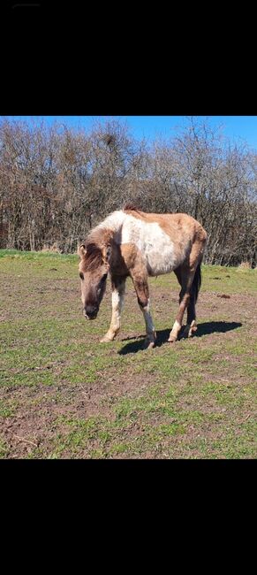 Wunderschöner Konik x Lewitzer Hengst aus 2023, Caro , Horses For Sale, Geratal