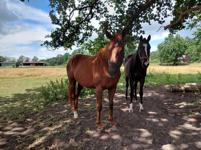 Wunderschöne liebe VB Stuten, Martina, Horses For Sale, Winsen (Aller)