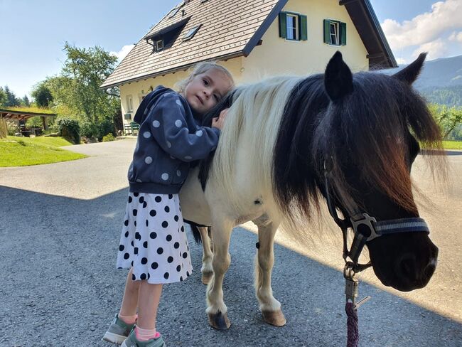 Prachtvolle Minishetty-Zuchtstute, Stefanie Klug, Horses For Sale, Deutschlandsberg