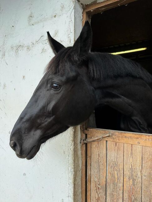 Liebenswerte Oldenburger Stute zu verkaufen, Vicky, Horses For Sale, Wien, Alsergrund
