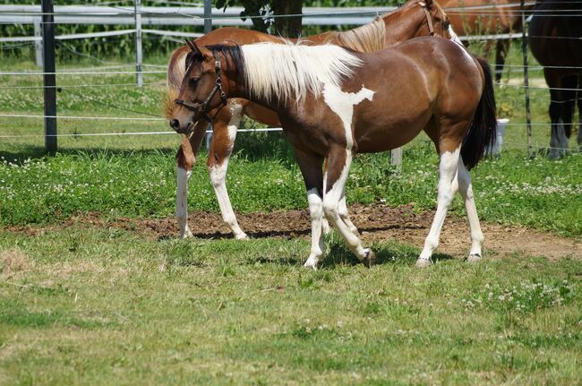 Wundervolle Paint Horse Nachwuchsstute von Aint It The Blues, Kerstin Rehbehn (Pferdemarketing Ost), Horses For Sale, Nienburg, Image 4