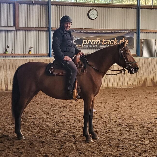 Wundervolle PRE Stute, Kerstin Rehbehn (Pferdemarketing Ost), Horses For Sale, Nienburg, Image 2