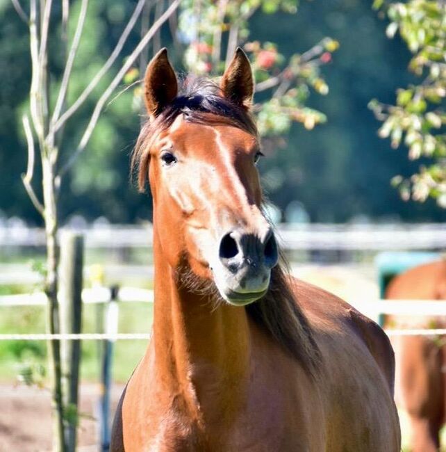 Wundervolle PRE Stute, Kerstin Rehbehn (Pferdemarketing Ost), Horses For Sale, Nienburg, Image 11