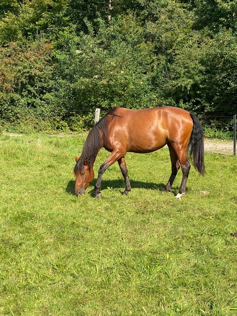 Wundervolle PRE Stute, Kerstin Rehbehn (Pferdemarketing Ost), Horses For Sale, Nienburg, Image 6