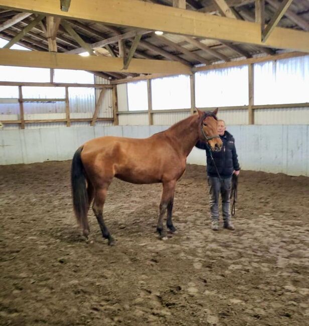 Wundervolle PRE Stute, Kerstin Rehbehn (Pferdemarketing Ost), Horses For Sale, Nienburg, Image 2